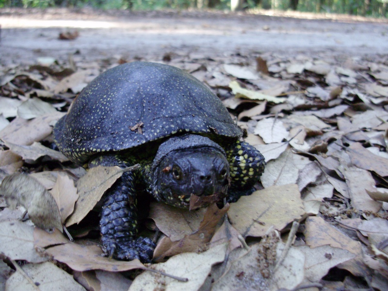 Emys orbicularis